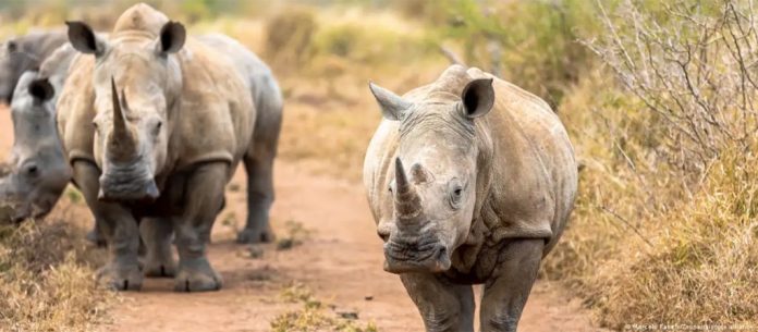 RHINO-South-Africa-1024x448
