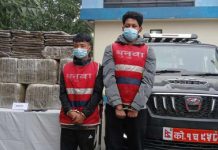 १ सय ५५ केजी गाँजासहित दुई जना पक्राउ