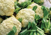 धादिङको काउलीमा अत्यधिक मात्रामा विषादी भेटिए