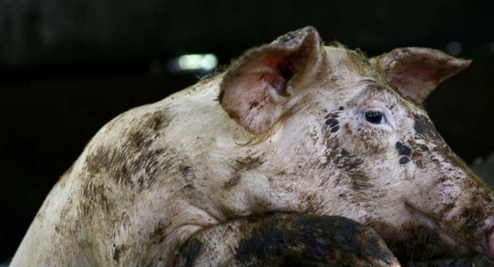 african-swine-fever