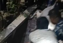 सशस्त्र प्रहरी बल, कृष्णनगरद्बारा ईनारमा खसेको गाई उद्बार