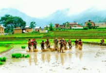 गण्डकी प्रदेशमा २८ दशमलव २० प्रतिशत रोपाइँ