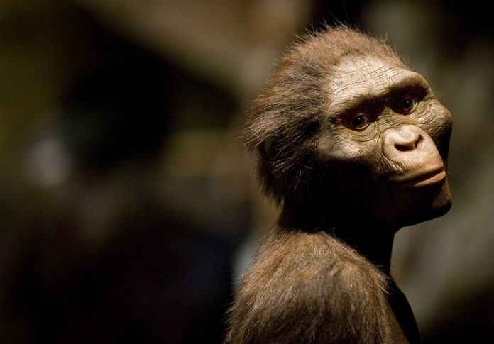 FILES-CZECH-ETHIOPIA-SCIENCE-PALAEONTOLOGY-HISTORY-LUCY