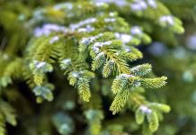 तिखा पातमा सुन !