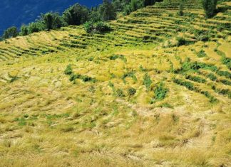 अविरल वर्षाका कारण खोटाङमा ७० प्रतिशतभन्दा बढी धानबालीमा क्षति