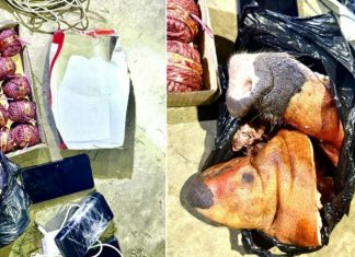 सुतली बम र सुँगुरको टाउको सहित पक्राउ