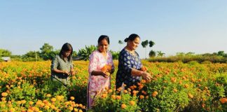 स्थानीय उत्पादनले बजारको माग धान्ने अपेक्षा